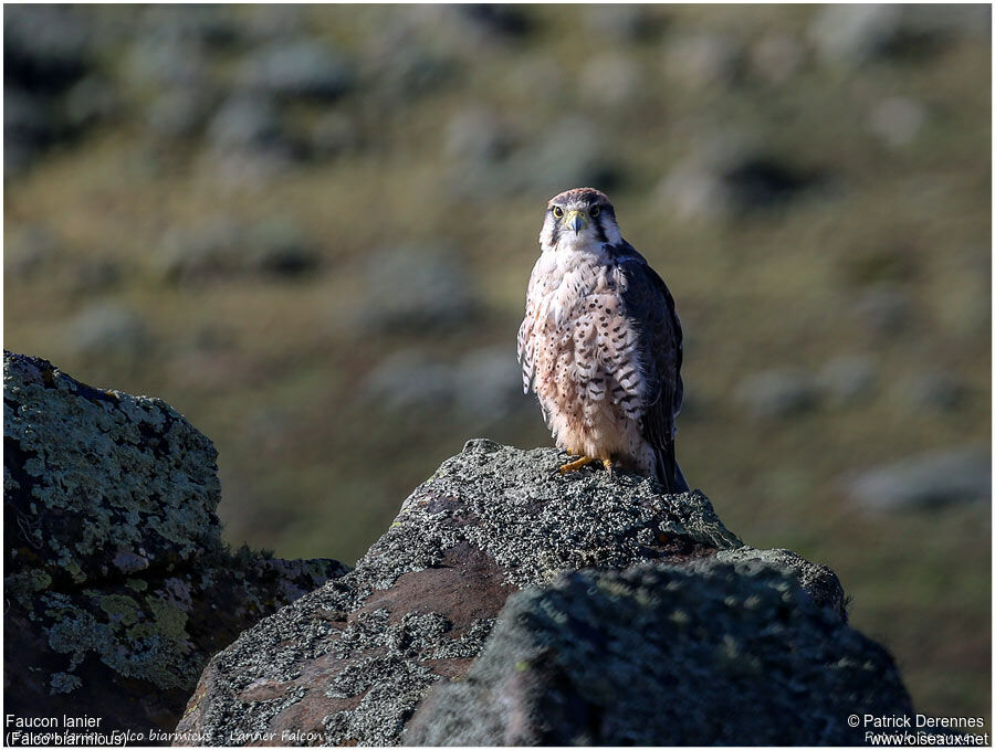 Lanner Falconadult, identification