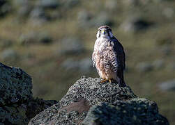 Lanner Falcon