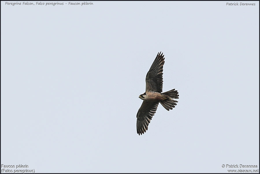 Peregrine Falconadult, identification