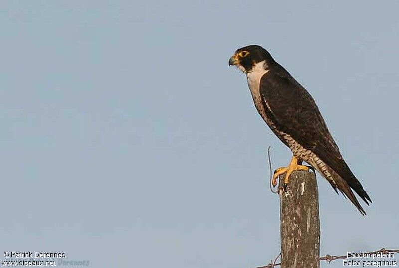 Peregrine Falcon