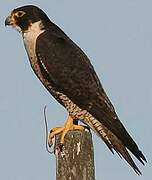 Peregrine Falcon