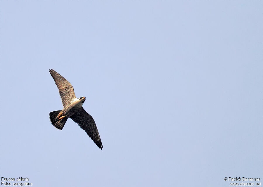 Peregrine Falcon male adult, Flight