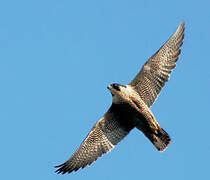 Peregrine Falcon