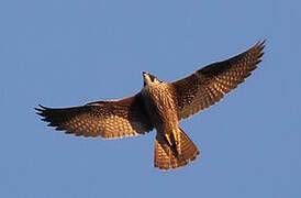 Peregrine Falcon