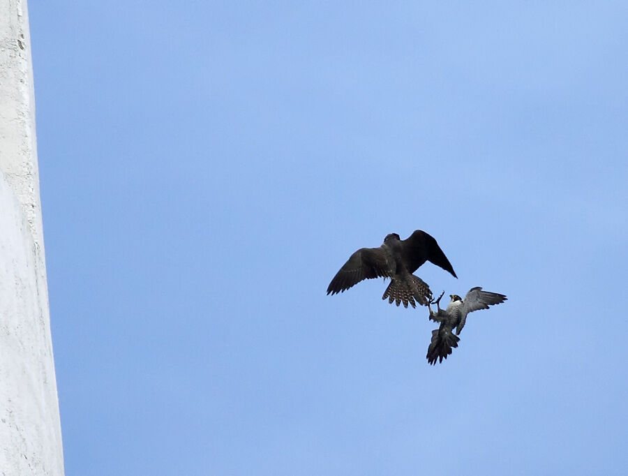 Peregrine Falcon male adult, Flight