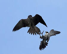 Peregrine Falcon