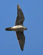 Peregrine Falcon