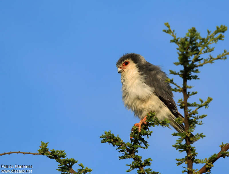 Pygmy Falcon male adult, identification