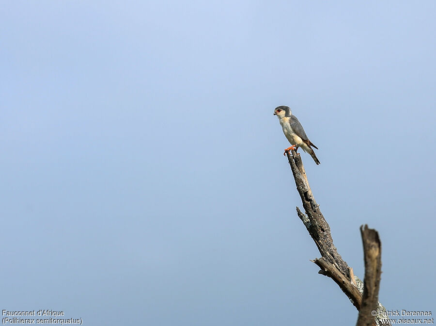 Fauconnet d'Afriqueadulte, identification