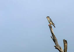 Pygmy Falcon