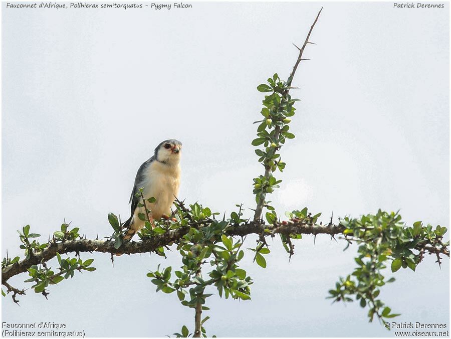 Pygmy Falconadult, identification