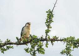 Pygmy Falcon