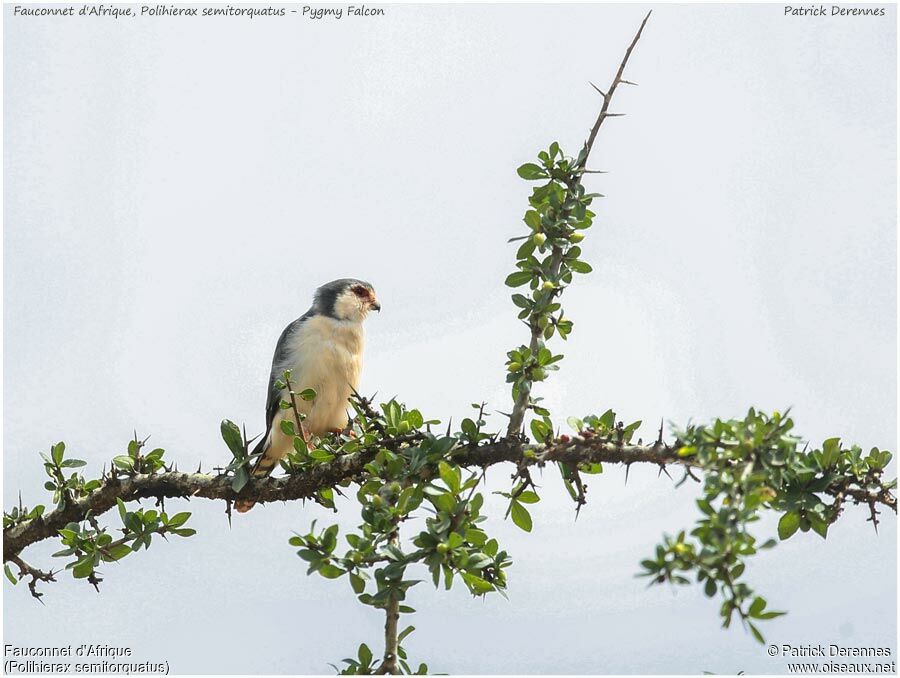 Pygmy Falconadult, identification