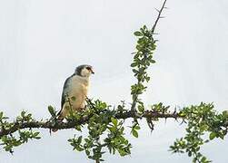 Pygmy Falcon