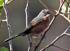 Tristram's Warbler