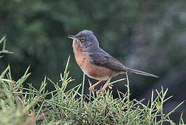 Tristram's Warbler