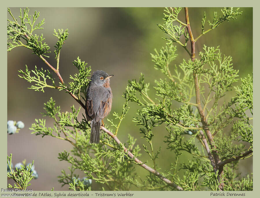 Tristram's Warbler male adult, habitat, pigmentation