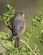 Tristram's Warbler