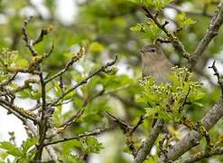 Garden Warbler