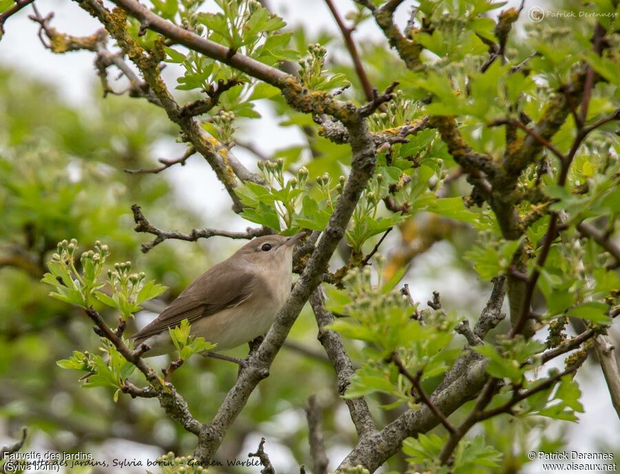 Fauvette des jardins mâle, identification