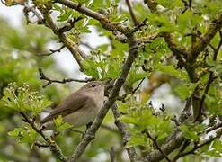 Garden Warbler