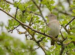 Garden Warbler