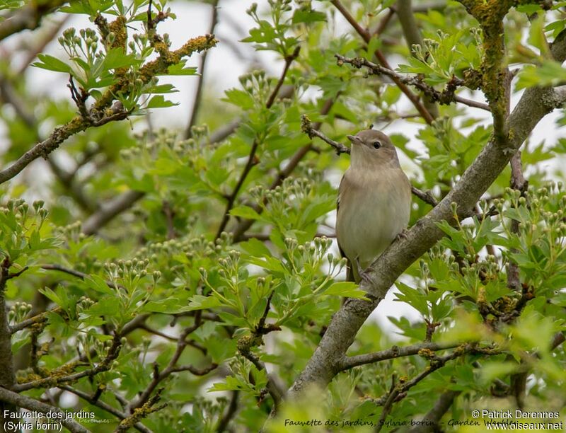 Garden Warbler male, identification, song