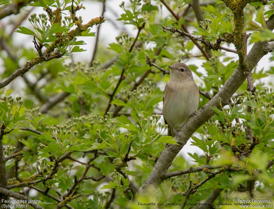 Fauvette des jardins mâle, identification, chant