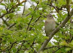 Garden Warbler