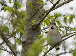 Garden Warbler