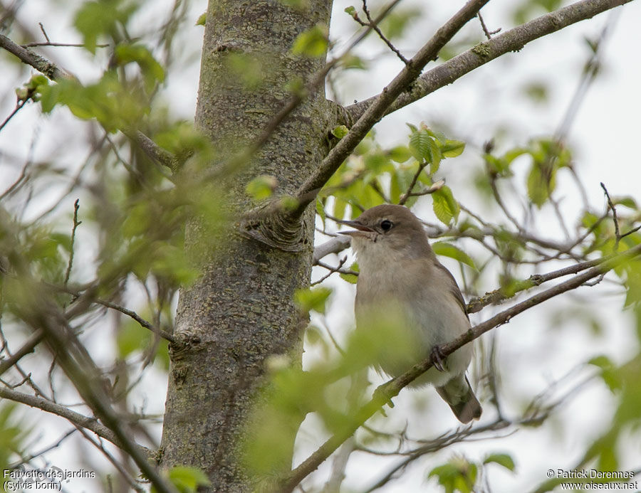 Garden Warbler male adult, identification, song