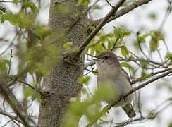 Garden Warbler