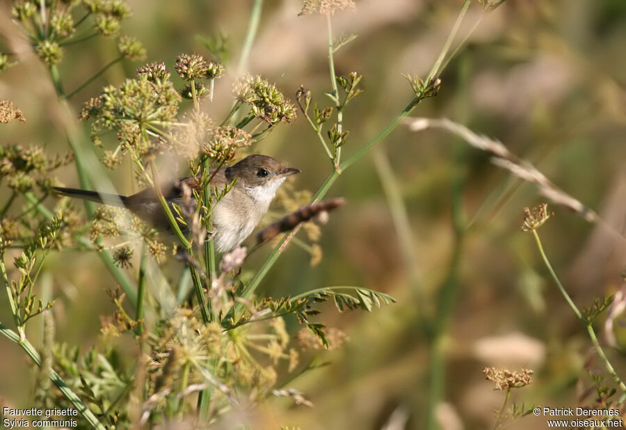 Common WhitethroatFirst year