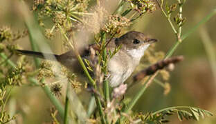 Common Whitethroat