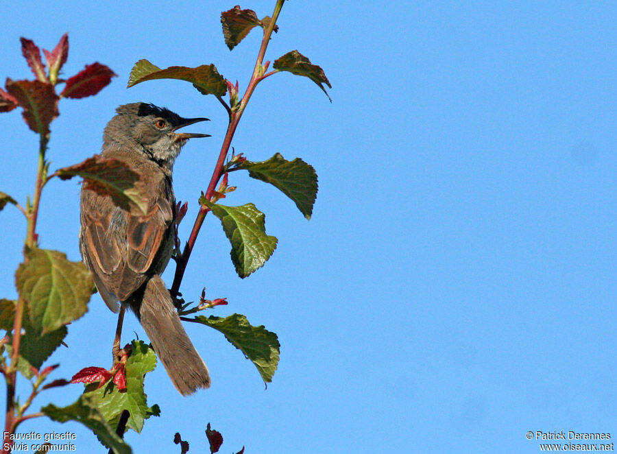 Common Whitethroat male adult, identification, song