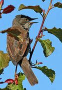 Common Whitethroat