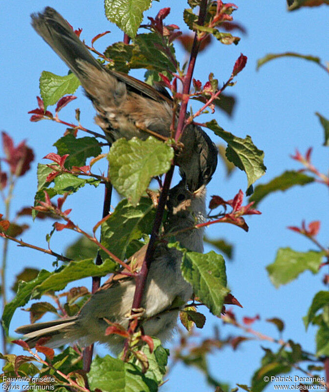 Common Whitethroat, Reproduction-nesting, Behaviour