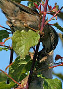 Common Whitethroat