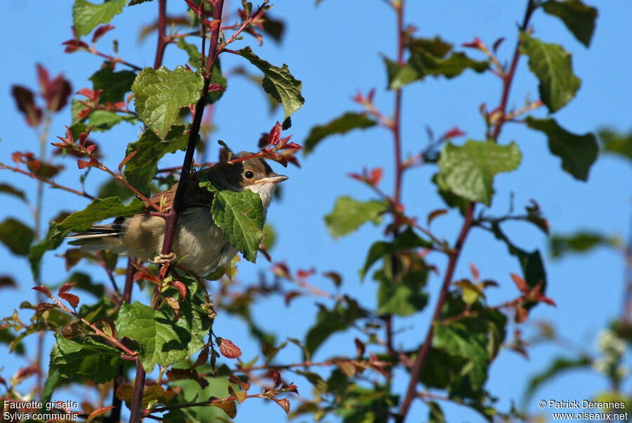 Common WhitethroatFirst year