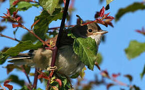 Common Whitethroat