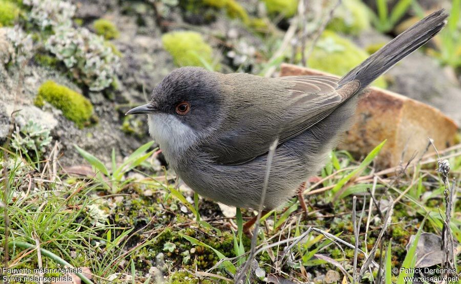 Sardinian Warbler, identification