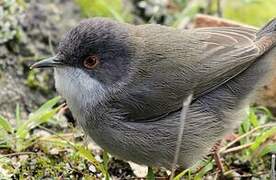 Sardinian Warbler