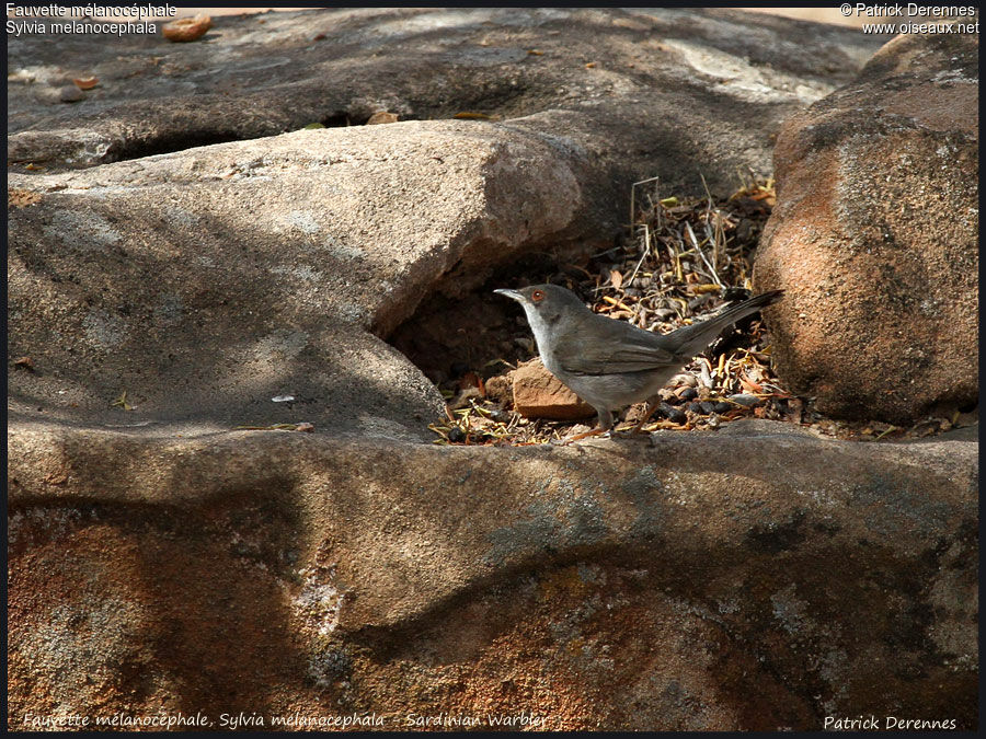 Sardinian Warbler, identification