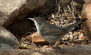 Sardinian Warbler