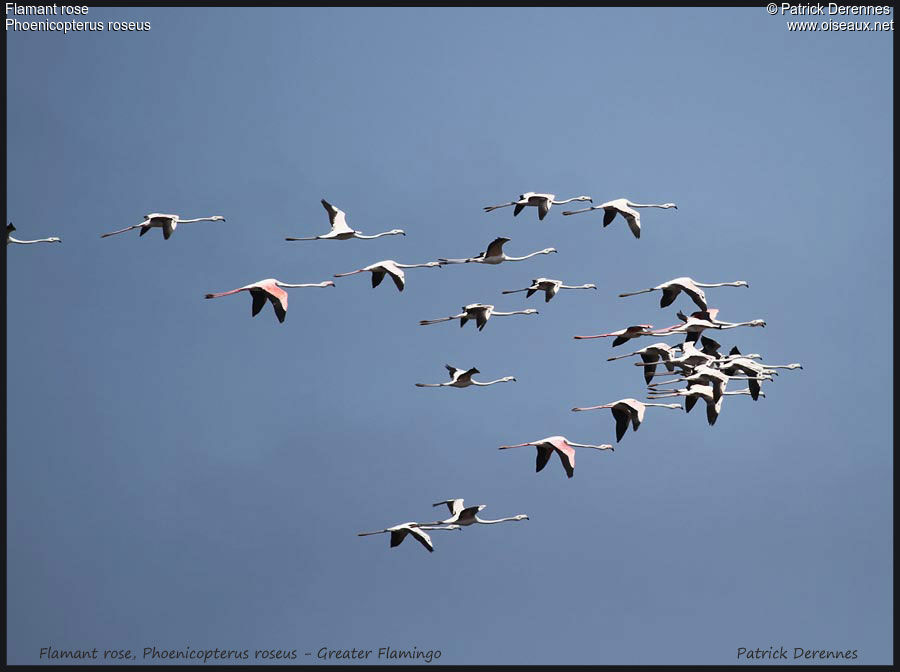 Greater Flamingo, Flight