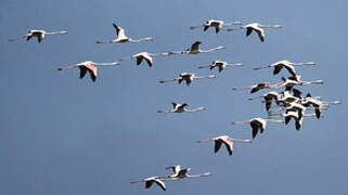 Greater Flamingo