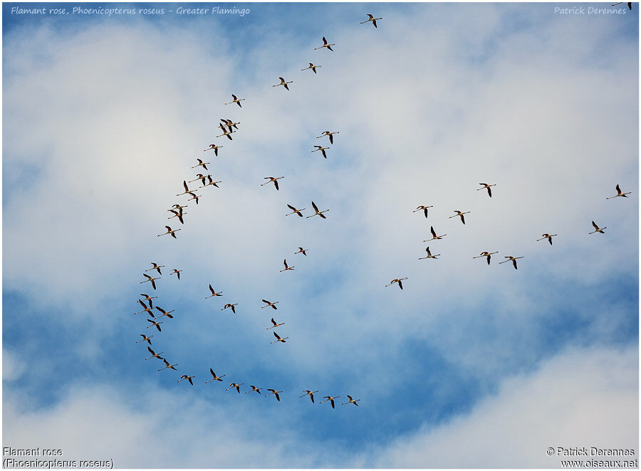 Greater Flamingo, Flight