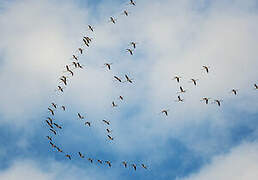 Flamant rose