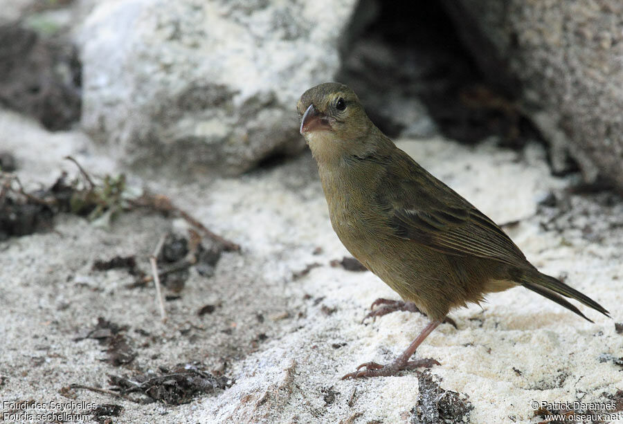 Foudi des Seychelles, identification