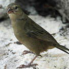 Foudi des Seychelles